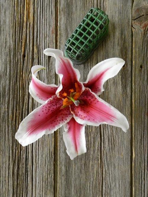Starfighter 3-5 Blooms Bi-Color White/Pink Oriental Lilies